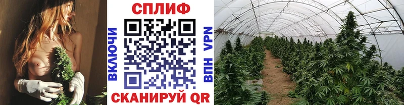 Купить где  Плёс  Бошки марихуана Ganja 